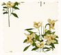 Narcissus Floral Wallpaper Swatch