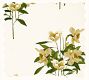 Narcissus Floral Wallpaper