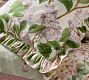 NYBG Ruffle Pillow Cover