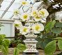 NYBG Silvie Tulipiere